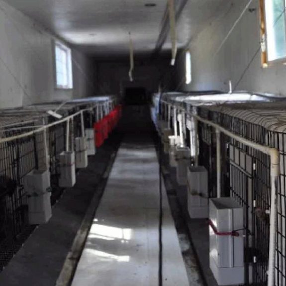 Puppy breeder with approved indoor crammed wire cages