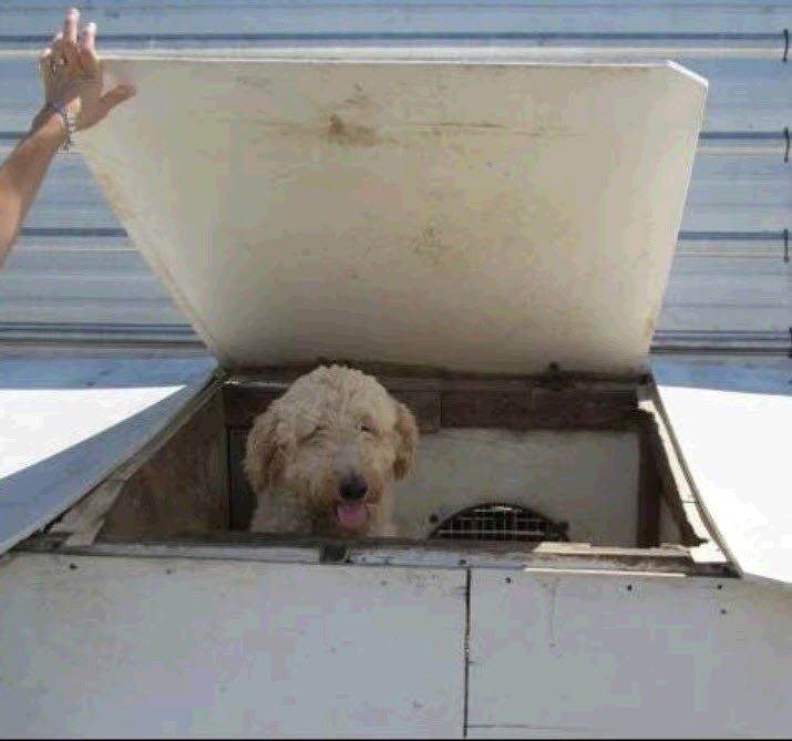Doodle breeder dog living in a box in a USDA kennel