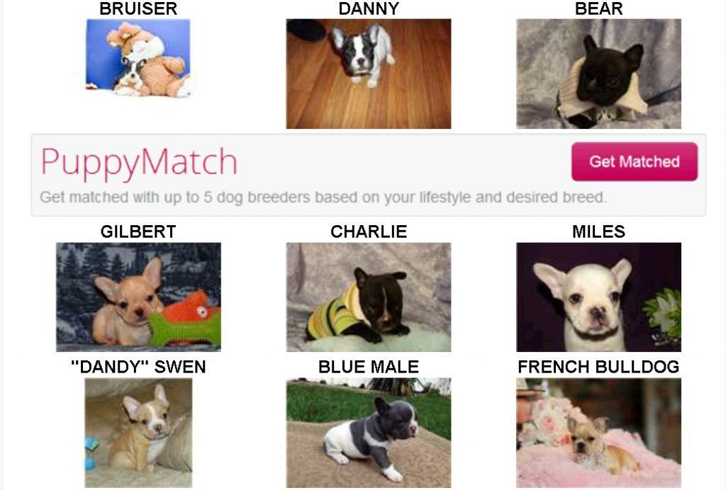 Puppies for sale online