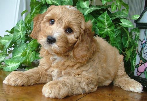 Golden Doodle Puppies For Sale