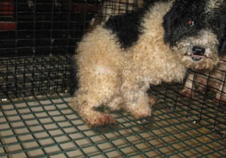 Doodle Puppies For Sale Near Me