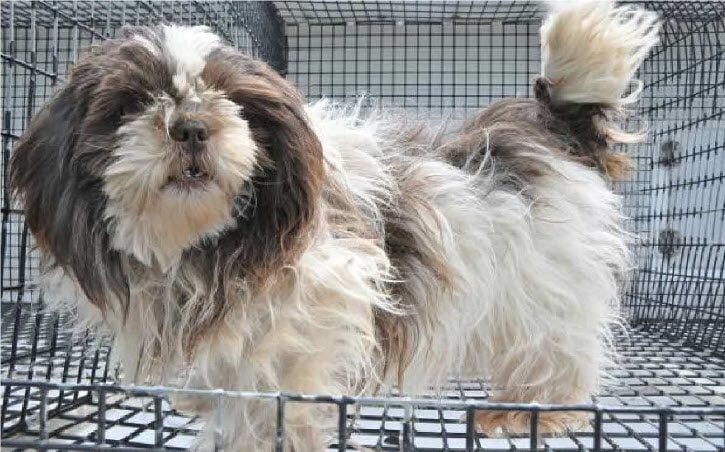 Cavapoo puppies for sale