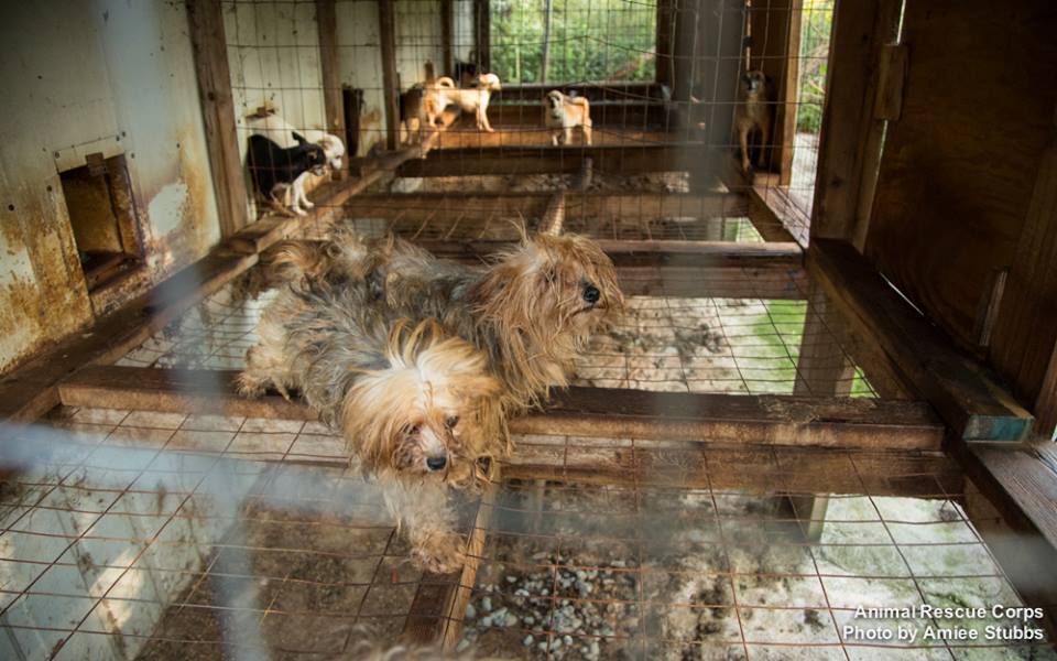 1378042_659985100701482_1363058873_n Stop Online Puppy Mills