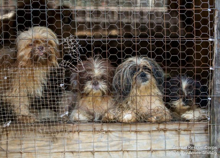 541806_653840651315927_1892650577_n Stop Online Puppy Mills