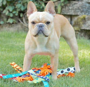 ollie Blog Stop Online Puppy Mills