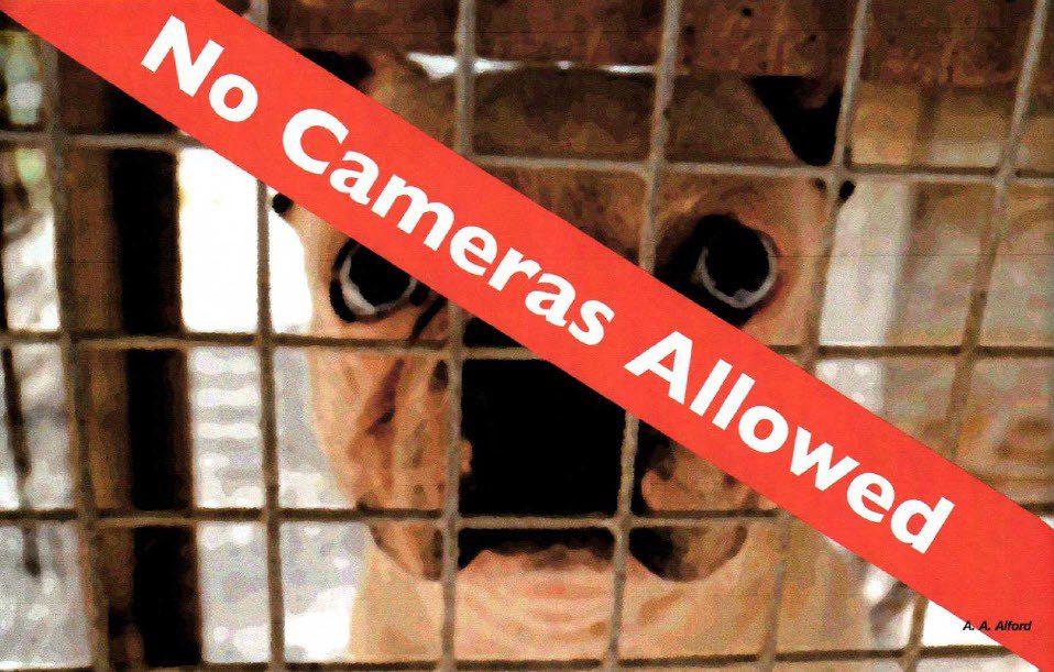 No Cameras Allowed French Bulldog For Sale