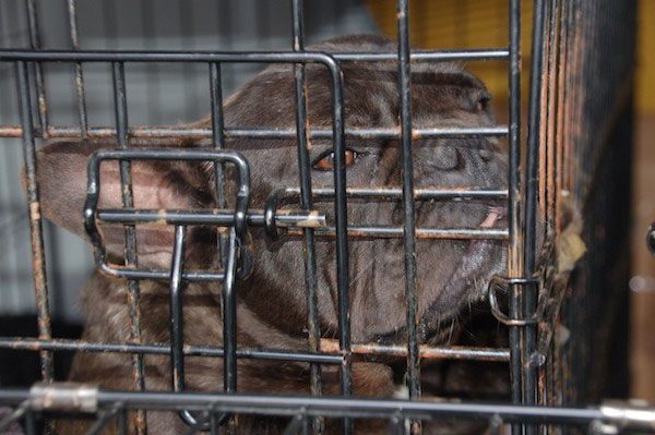 French Bulldog Rescued from Puppy Mill