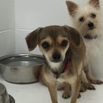 Dogs Rescued From Toledo Puppy Mill