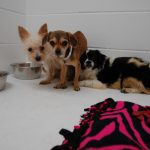 Dogs Rescued From Puppy Mills