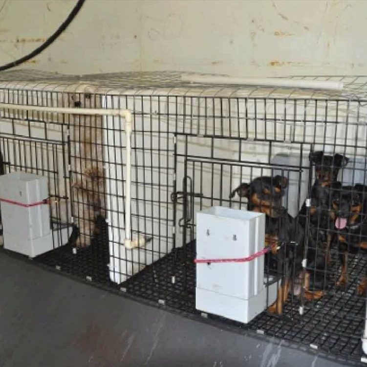 Mini Pinscher and Maltese Puppies for sale