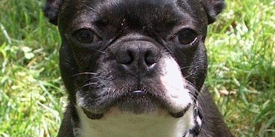 puppy stop and adopt