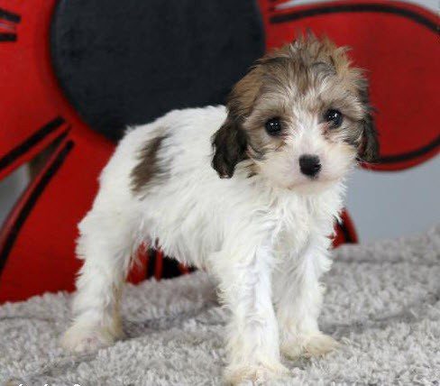 Puppy For Sale Puppyfind.com