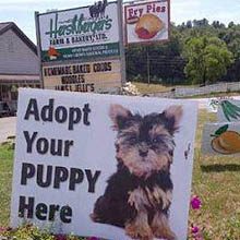 Amish and Puppy Mills