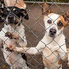 Stop Online Puppy Mills Donate Here