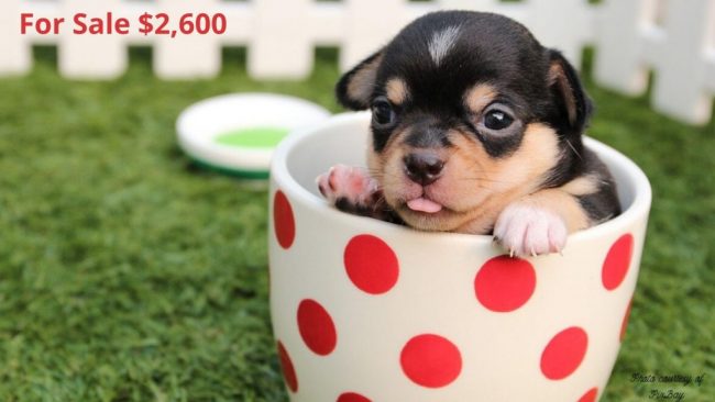 Just Say No To Puppy Spot