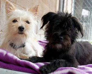 stop-online-puppy-mills-rescued from puppy mill Stop Online Puppy Mills available for adoption.