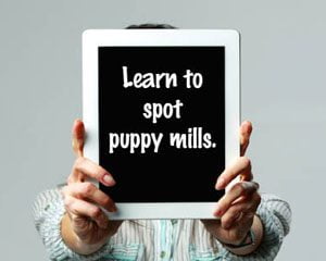 Learn to Spot Puppy Mills