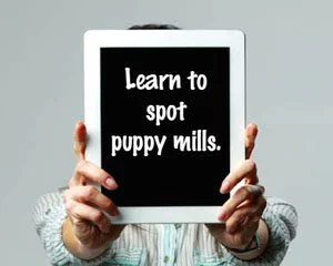 stop-online-puppy-mills-Learn about puppy mills Learn to Spot Puppy Mills