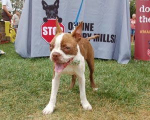 Stop Online Puppy Mills Puppy Mill Awareness Day