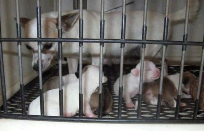 Chihuahua-puppies Dog Breeder