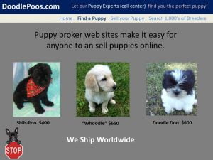 More-Puppies-For-Sale-Online Puppies for sale online