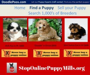 Puppy Selling Website Example Doodle Puppies for sale online