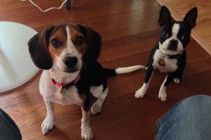 PuppyFind.com Testimonial