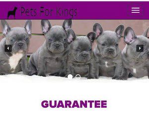 Beware-puppy-scams Beware Puppy Selling Pet Scams