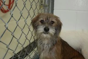 Available For Adoption Dog Available For Adoption