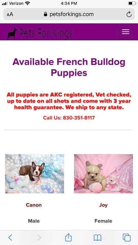 Available French Bulldogs For Sale