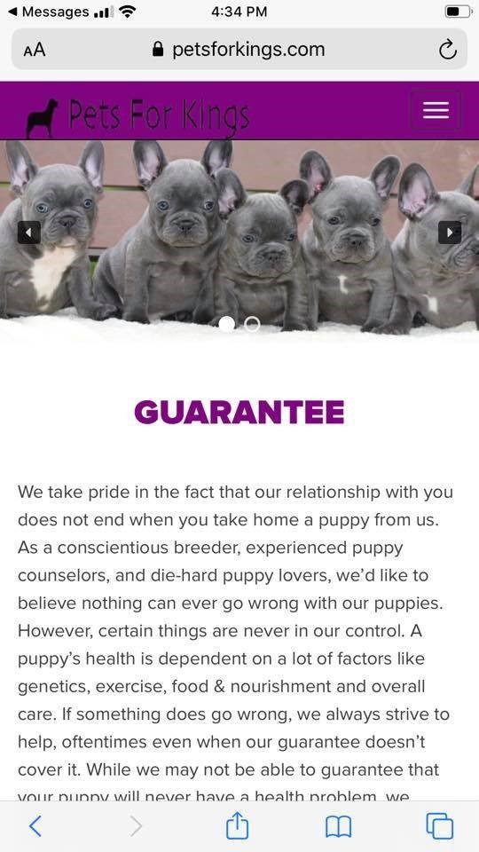 Pets For Kings Frenchie Puppies