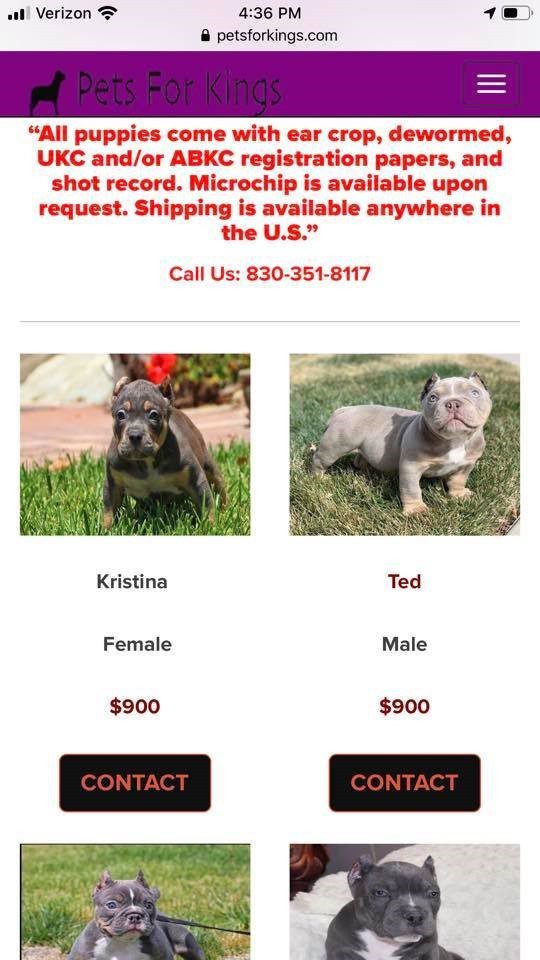 Pets For Kings Puppies For Sale