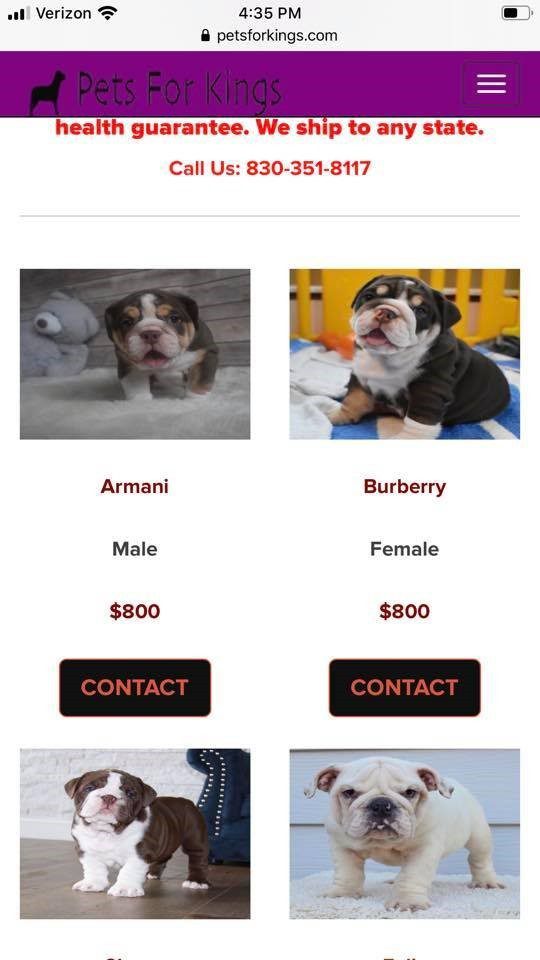 Pets For Kings Frenchies 4 Sale