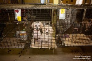 Rescued Dogs from Puppy Mill MiniDoodle Dog Breeder