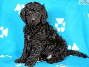 Doodle dog For Sale Doodle Dog Puppies For Sale