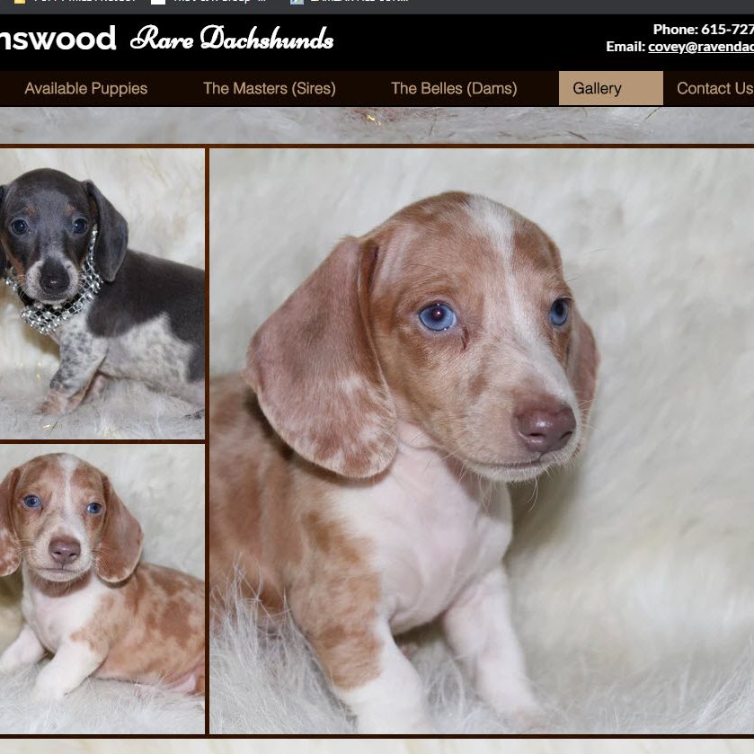 Dachshunds for sale near me
