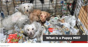 Bissell Pet Foundation Stop Online Puppy Mills