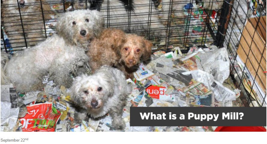 Bissell Pet Foundation Interview Part 1 Bissell Pet Foundation Stop Online Puppy Mills