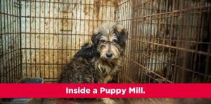 Bissell Pet Foundation Stop Online Puppy Mills