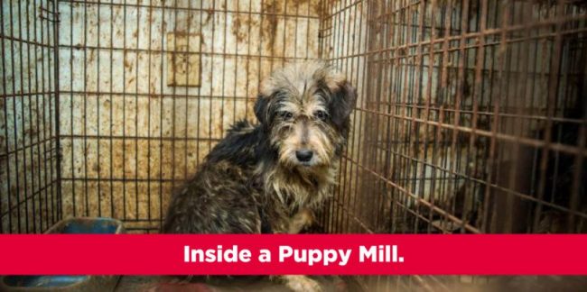 Bissell Pet Foundation Stop Online Puppy Mills
