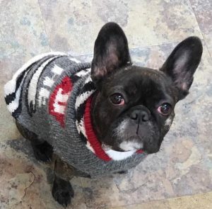 Frenchie Puppy sold by Karen's Puppies