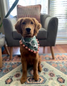 Golden Retriever Puppies for sale