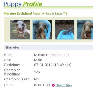 Dachshund Puppies For Sale PuppyFind.com