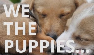 We The Puppies Video