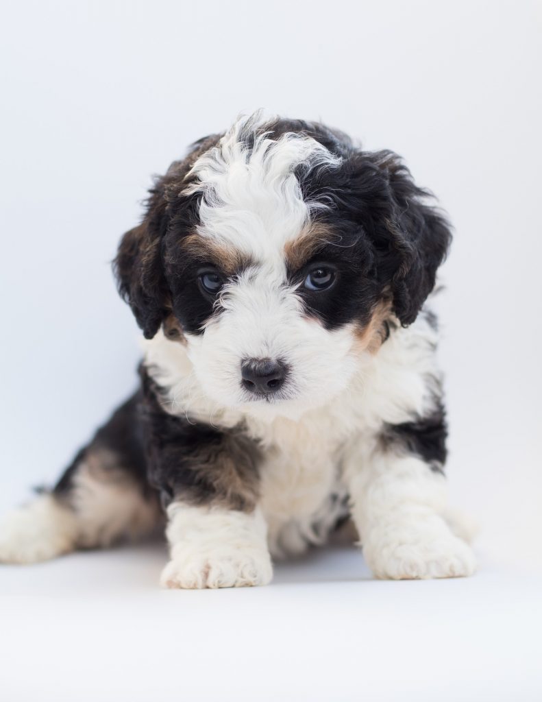 Bernedoodle Puppy for Sale
