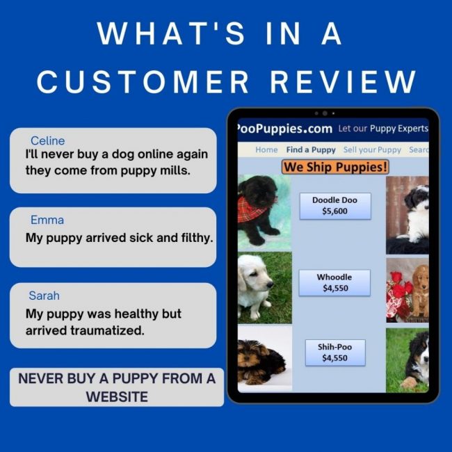 Puppies for Sale Online