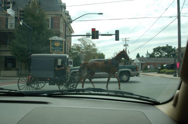 Amish Dog Breeders in Lancaster County
