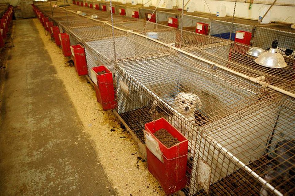 are there puppy mills in millersburg ohio