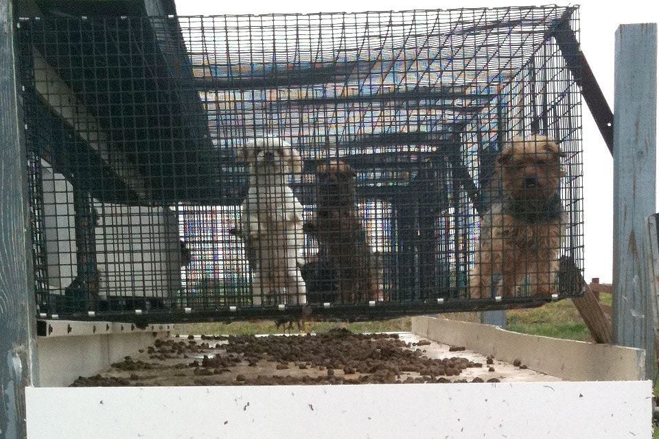 are there puppy mills in millersburg ohio