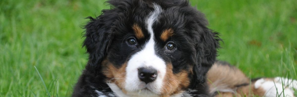 Buying Bernedoodle Puppies Online Buying Bernedoodle Puppies Online